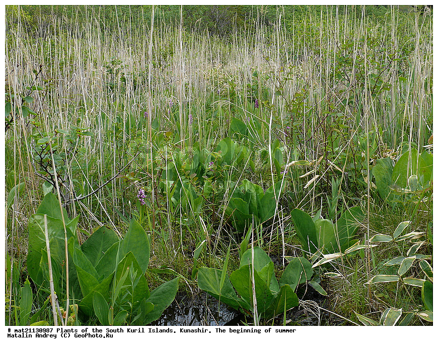 ��������, ������, ���������� �������, �������, ����� ������, �����, ������ ��������, �����, ���������� ��������, ������������ ��������, ������������ ��������, ������, �����, XYZ, ��������, ������������, �������, Orchidaceae, ���������������� ��������, ������������ ��������, �������������� ��������, �������� ��������, Dactylorhiza aristata, Orchis aristata, ��������, �����������, Araceae, ���������������� ����������, ��������� ����������, Lysichiton camtschatcense