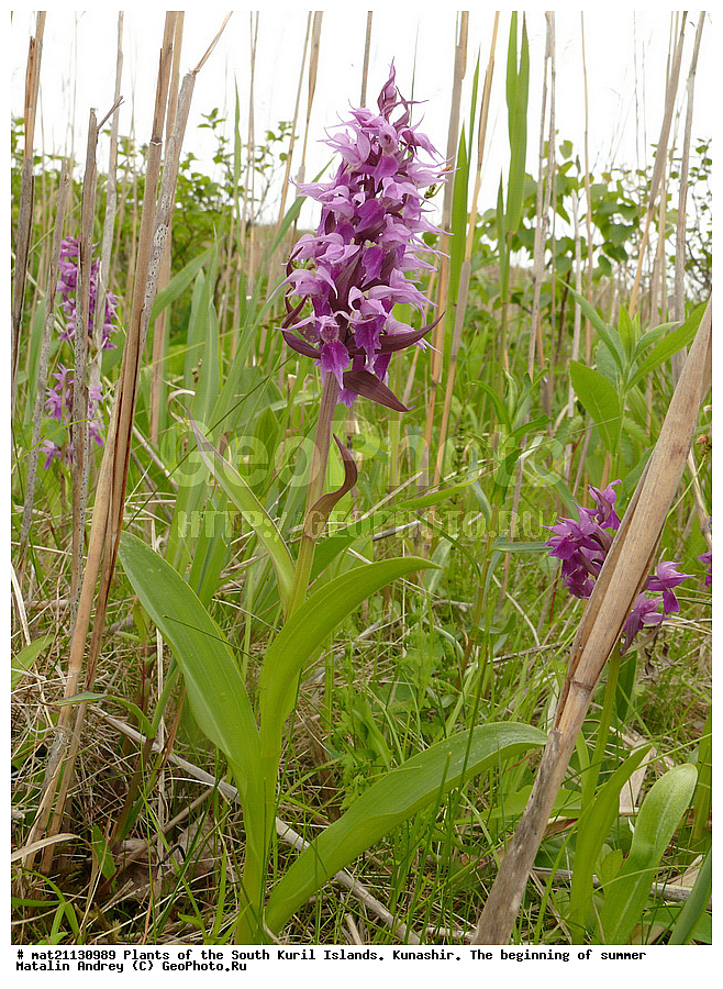 ��������, ������, ���������� �������, �������, ����� ������, �����, , ������ ��������, �����, ���������� ��������, ������������ ��������, ������������ ��������, ������, �����, XYZ, ��������, ������������, �������, Orchidaceae, ���������������� ��������, ������������ ��������, �������������� ��������, �������� ��������, Dactylorhiza aristata, Orchis aristata