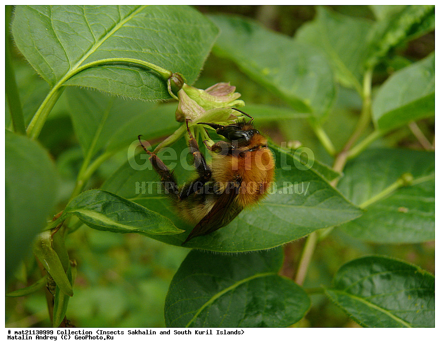 ���������, �������������, ������, ����� ������, �������, ����, �������, ���������������, ��������������, �������������, ��������������