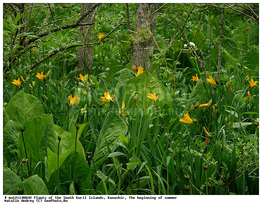 ��������, ������, ���������� �������, �������, ����� ������, �����, , ������ ��������, �����, ���������� ��������, ������������ ��������, ������������ ��������, ������, �����, XYZ, �������������, ������������, Hemerocallidaceae, ��������� ���������, �������� ���������, Hemerocallis esculenta, Hemerocallis dumortieri var. esculenta, Hemerocallis middendorffii var. esculenta, Hemerocallis pedicellata