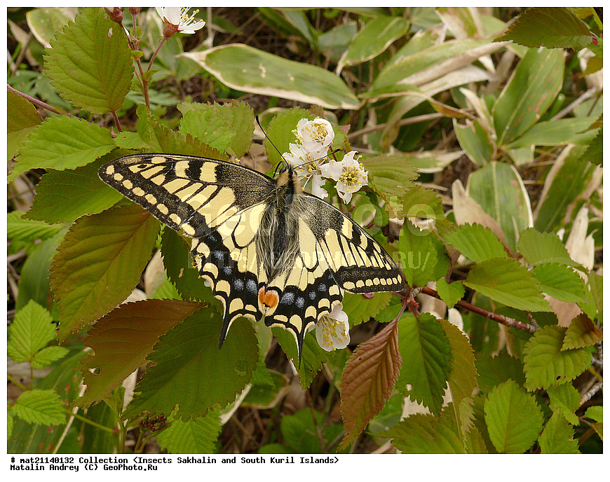 ���������, �������������, ������, ����� ������, �������, ����, �������, ���������������, ��������������, �������������, ��������������