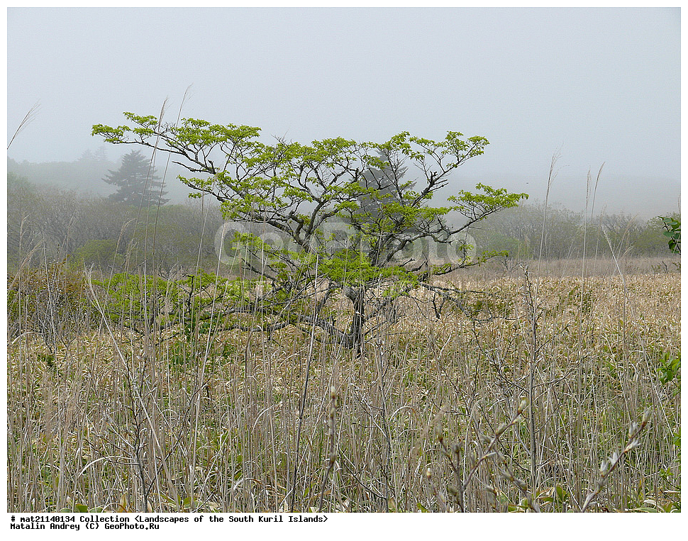 ������, ����� ������, �������, ����, �������, ��������, ������ ��������, �����, ���������� ��������, ������������ ��������, ������������ ��������, ������, �����, XYZ, ���������, Araliaceae, ���������� �������������, ���������, ����� ����, ׸����� ������, Kalopanax septemlobus, Kalopanax pictus