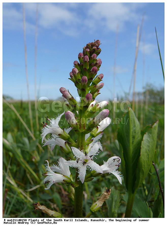 ��������, ������, ���������� �������, �������, ����� ������, �����, ������ ��������, �����, ���������� ��������, ������������ ��������, ������������ ��������, ������, �����, XYZ, ��������, Menyanthaceae, ����� ����������, ����� �����������, ������� ����������, �������, Menyanthes trifoliata