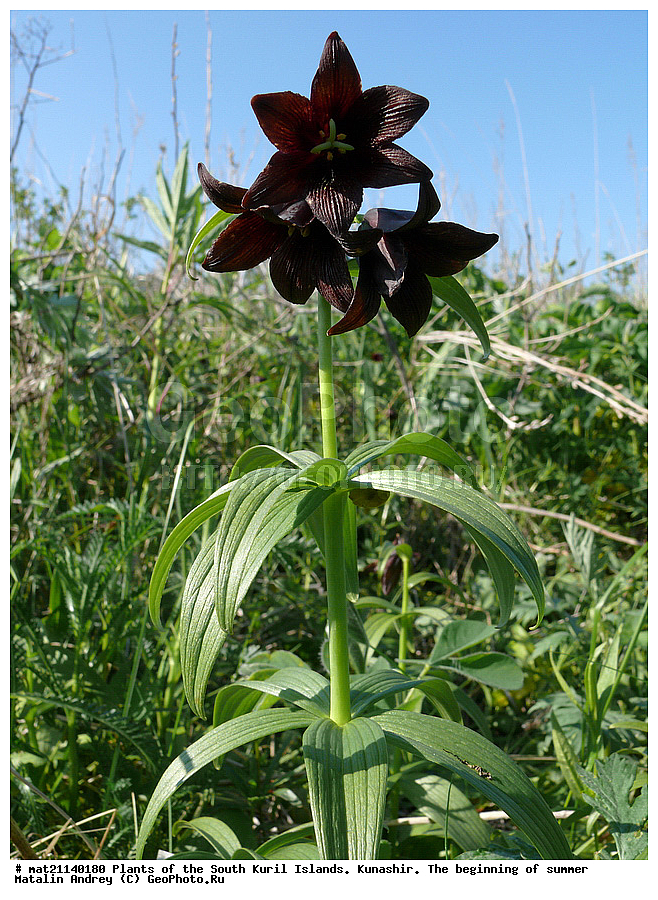 ��������, ������, ���������� �������, �������, ����� ������, �����, , ������ ��������, �����, ���������� ��������, ������������ ��������, ������������ ��������, ������, �����, XYZ, ��������, Liliaceae, ������ ����������, ���������, ����� ������, ������ �������, ������� ���������, Fritillaria camschatcensis, Fritillaria kamtschaticum, Lilium camschatcense, Amblirion camschatcense, Lilium quadrifoliatum, Sarana edulis