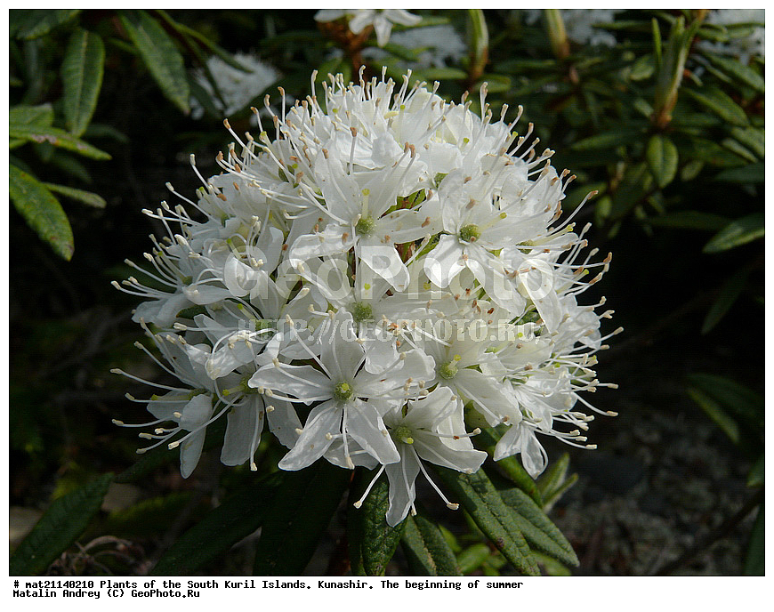 ��������, ������, ���������� �������, �������, ����� ������, �����, , ������ ��������, �����, ���������� ��������, ������������ ��������, ������������ ��������, XYZ, ����������, Ericaceae, ��������� ��������, ����� ��������, ���������, Ledum palustre,Rhododendron tomentosum, Ledum tomentosum, Rhododendron palustre, ���������, ����������, ������������ ��������, ������������ ��������, ������������, ������������ �����������, �����������, ������������, ���������, �����, ����������