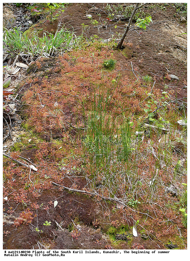 ��������, ������, ���������� �������, �������, ����� ������, �����, , ������ ��������, �����, ���������� ��������, ������������ ��������, ������������ ��������, ������, �����, XYZ, ����������, Droseraceae, ������� �������������, �������, ��������� ����, ����� ���, Drosera rotundifolia