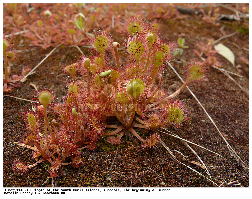 ��������, ������, ���������� �������, �������, ����� ������, �����, , ������ ��������, �����, ���������� ��������, ������������ ��������, ������������ ��������, ������, �����, XYZ, ����������, Droseraceae, ������� �������������, �������, ��������� ����, ����� ���, Drosera rotundifolia