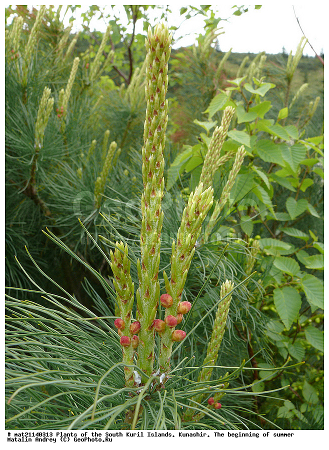 ��������, ������, ���������� �������, �������, ����� ������, �����, , ������ ��������, �����, ���������� ��������, ������������ ��������, ������������ ��������, XYZ, ��������, Pinaceae, ����� ������, ���������� ����, �������� ����� �����������, ���������, �������� �������, ����� ����������, ����� �����������, ����� �����������, Pinus pumila