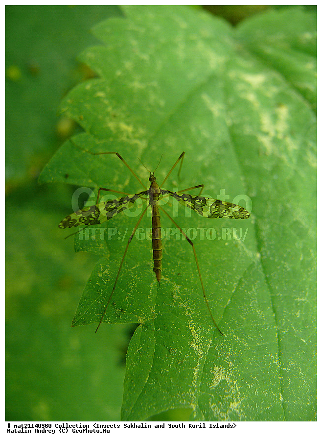 ���������, �������������, ������, ����� ������, �������, ����, �������, ���������������, ��������������, �������������, ��������������