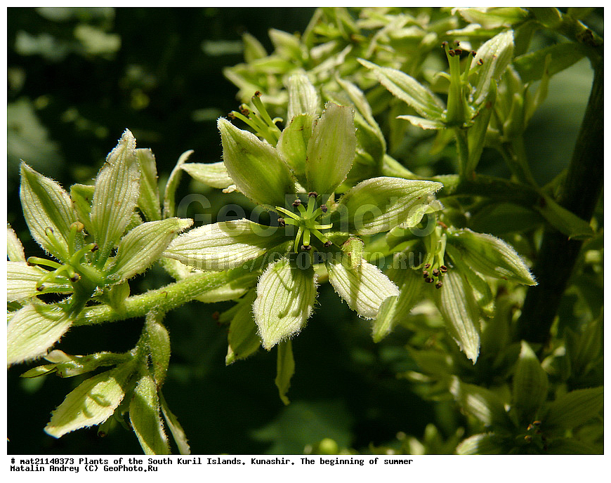 ��������, ������, ���������� �������, �������, ����� ������, �����, , ������ ��������, �����, ���������� ��������, ������������ ��������, ������������ ��������, ������, �����, XYZ, �����������, Melanthiaceae, �������� ���������������, �������� ���������������, Veratrum grandiflorum, Veratrum album var. grandiflorum