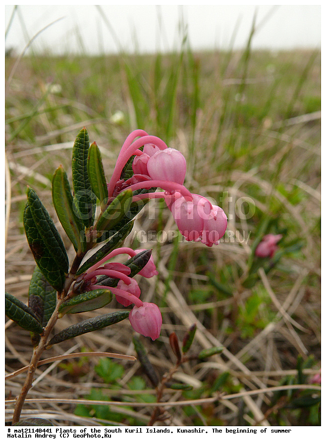 ��������, ������, ���������� �������, �������, ����� ������, �����, , ������ ��������, �����, ���������� ��������, ������������ ��������, ������������ ��������, ������, �����, XYZ, ����������, Ericaceae, ������ ������������, ������ ������������, ������ ��������������, ��������� ������������, ��������� �����������, Andromeda polifolia