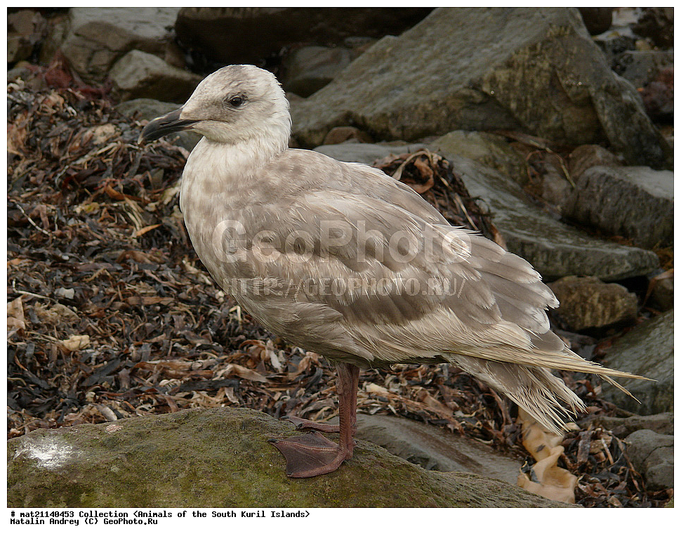 ������, ����� ������, �������, ����, �������, ��������