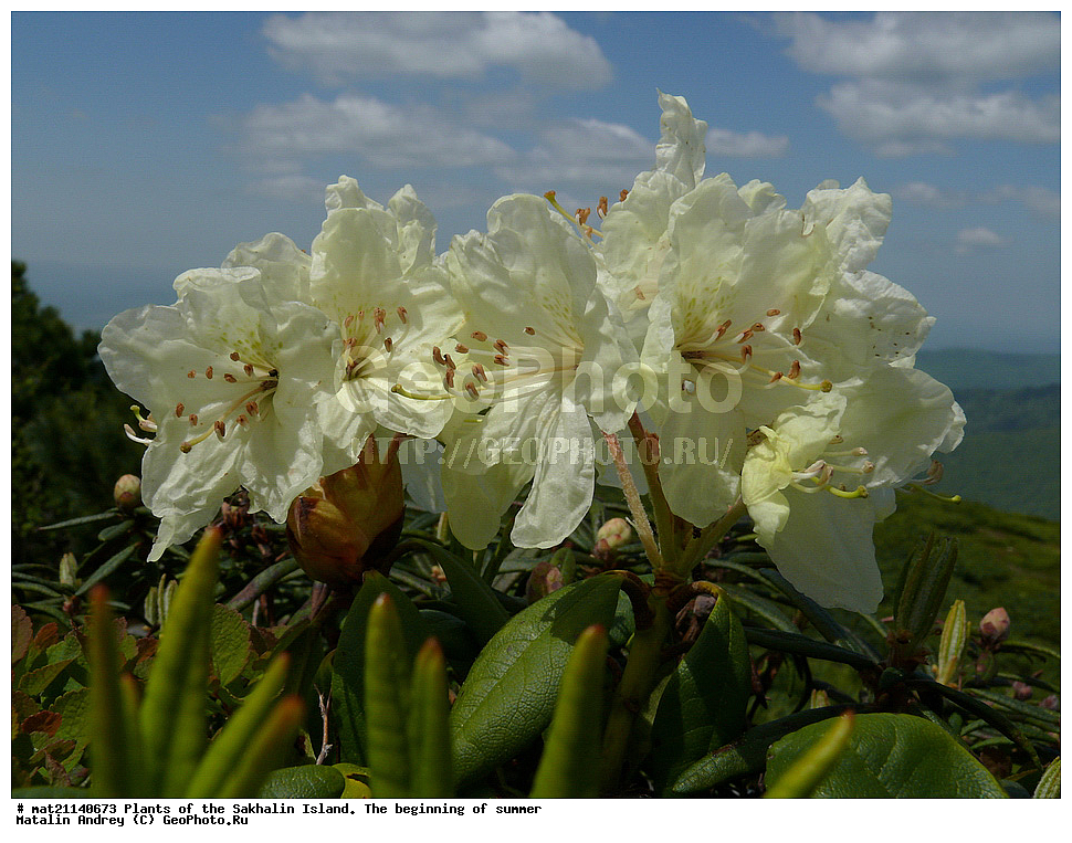 ��������, �������, �����, ����, �����, �����, ��������, ������ ��������, �����, ���������� ��������, ������������ ��������, ������������ ��������, ������, �����, XYZ, ����������, Ericaceae, ����������� ����������, ������ ������������������, ����������� ������������������, ����������� �������������, ���������� ����, Rhododendron aureum, Rhododendron chrysanthum, Azalea chrysanthum Rhododendron officinale, ���������, ����������, ������������ ��������, ������������ ��������, ������������, ������������ �����������, �����������, ������������, ���������, �����, ����������