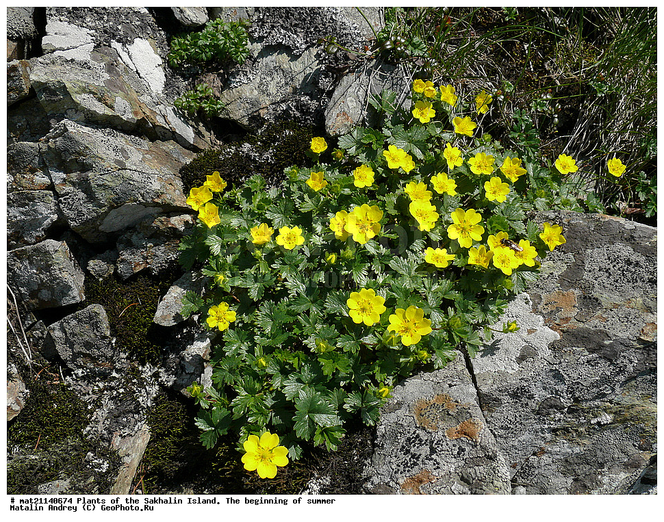 ��������, �������, �����, ����, �����, �����, ��������, ������ ��������, �����, ���������� ��������, ������������ ��������, ������������ ��������, ������, �����, XYZ, ������������, �������, �����������, Rosaceae, �������� ��������, Potentilla matsumurae