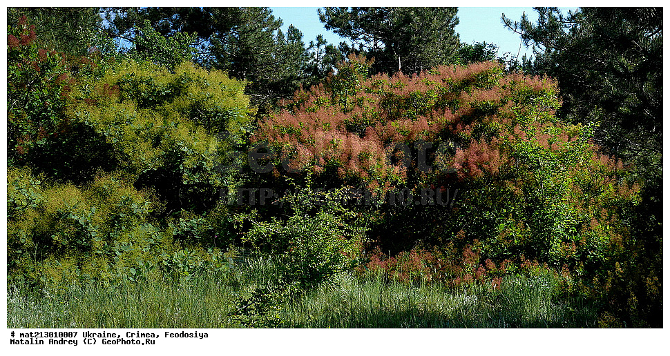 ������� ����������, ��������, ����, �������, XYZ, ������������, ���������, Anacardiaceae, ������� ����������, ������� ������������, ������� ���������, ��������� ������, ���������, �����������, Cotinus coggygria