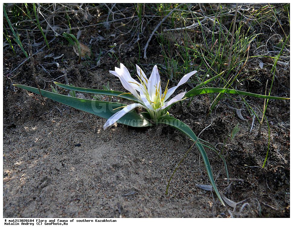 ���������, Merendera, �����������, �����������, Melanthiacea, ����� ���������, ���������