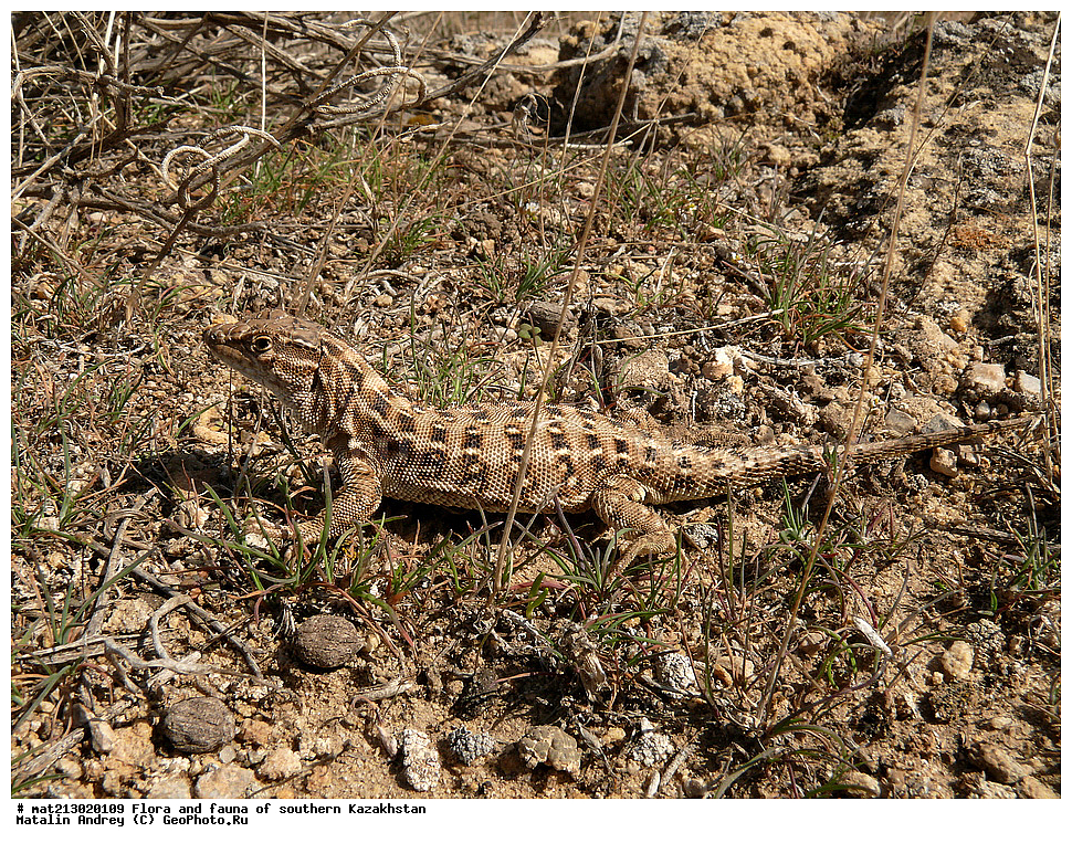 ������, Eremias, ������������ ������, Eremias arguta, ��������� �������, Lacertidae, ��������������, ��������, Reptilia, ����� ���������, ���������, ��. �������