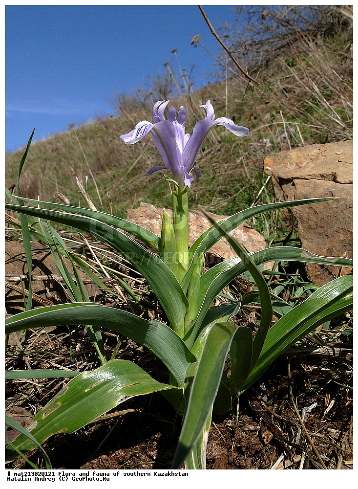 �����, Juno, ��������, Iridacea, ����� ���������, ��������, �������