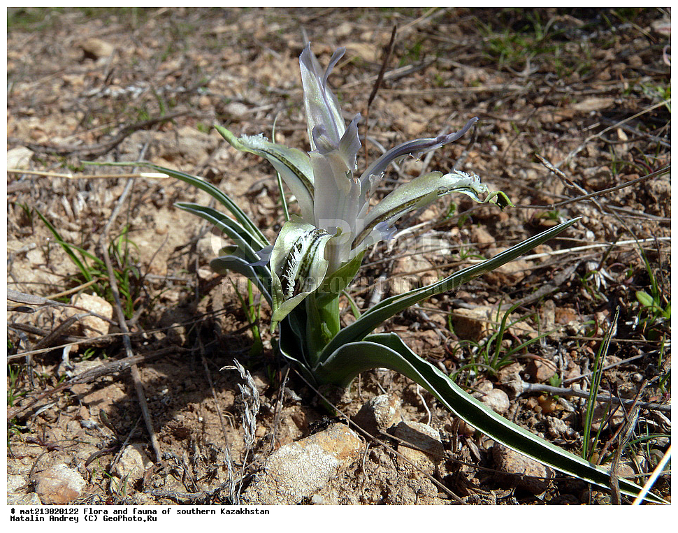�����, Juno, ��������, Iridacea, ����� ���������, ���������, ��. �������