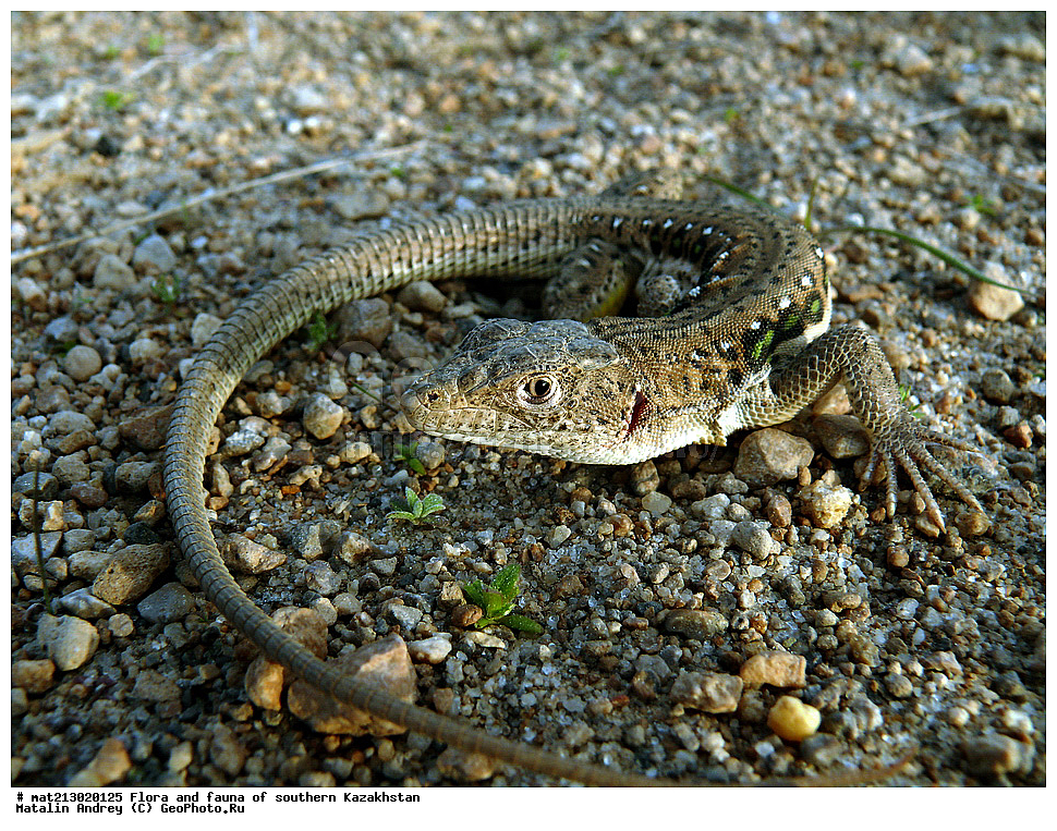 ������, Eremias, Dimorphea, ������ ����������, ������ �����������, ��������� �������, Lacertidae, ����� ���������, ���������, ��. �������