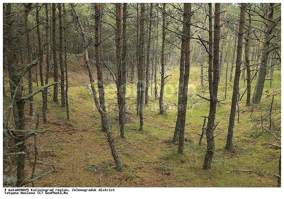 ������, ��������������� �������, �������������� �����, ������