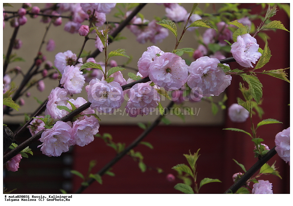 ������, �����������