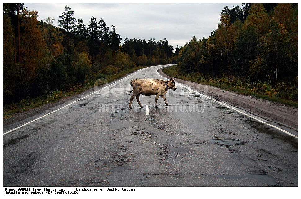  ��������, ������������, �����, �������