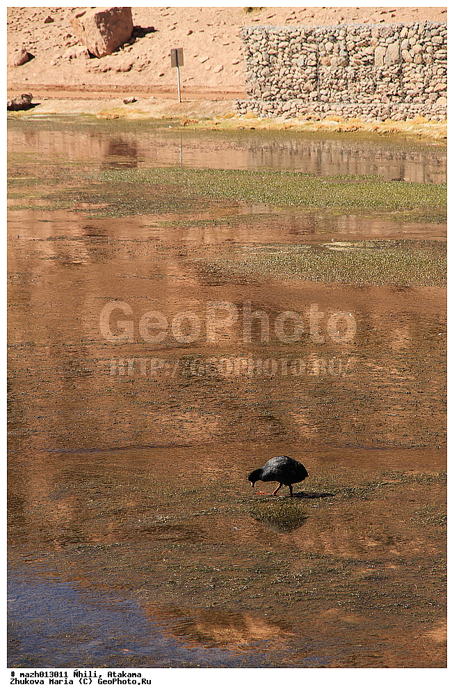 ����, �������, �������, ����, ����� ����