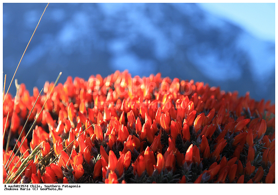 ����, ����� ���������