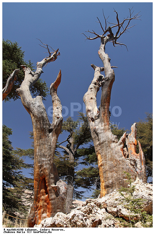 �����, ����������, �����