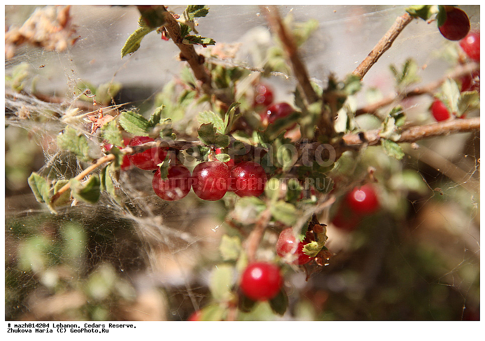 �����, ����������, �����