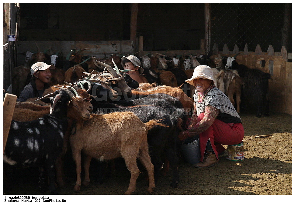 ��������, ����, ��������, ��������, �������������, �������������, �����, �����, XYZ, ���������, Bovidae, ���� ��������, Capra aegagrus hircus, ��������, ��������, �������������, �������������, �����, �����, XYZ, ���������, Bovidae, ���� ��������, Capra aegagrus hircus, ������