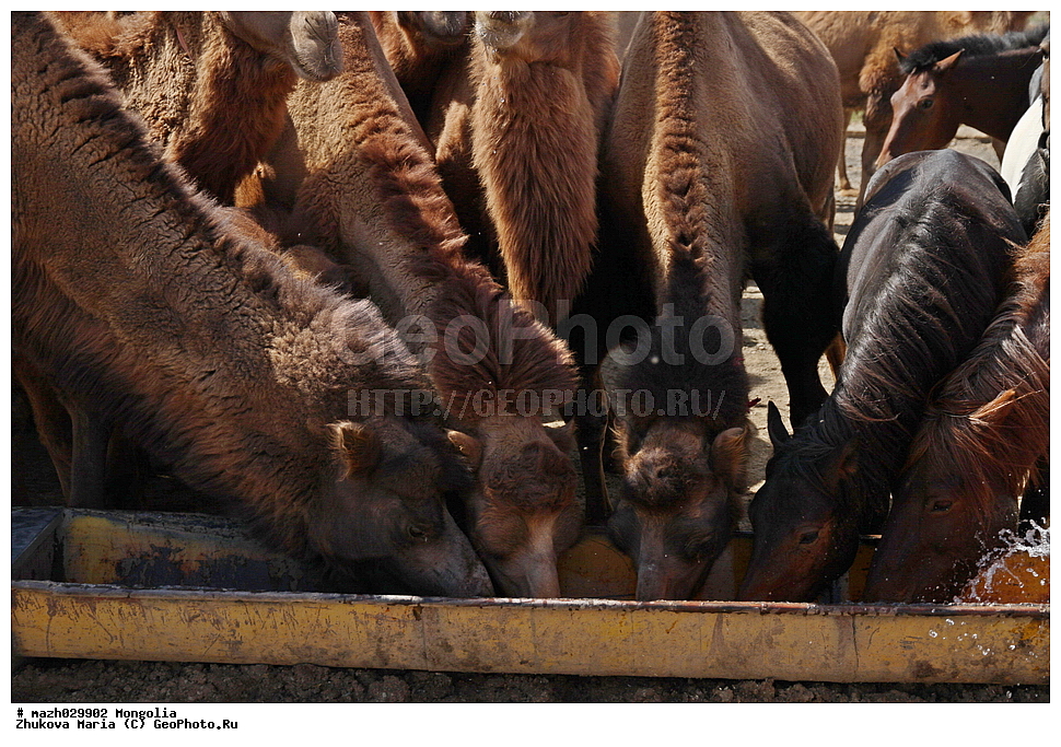 ��������, ����, ��������, ��������, �������������, �������������, �����, �����, XYZ, �����������, Camelidae, ��������� �������, ��������, Camelus bactrianus, ���������, Equidae, �������� ������, Equus ferus caballus, �������