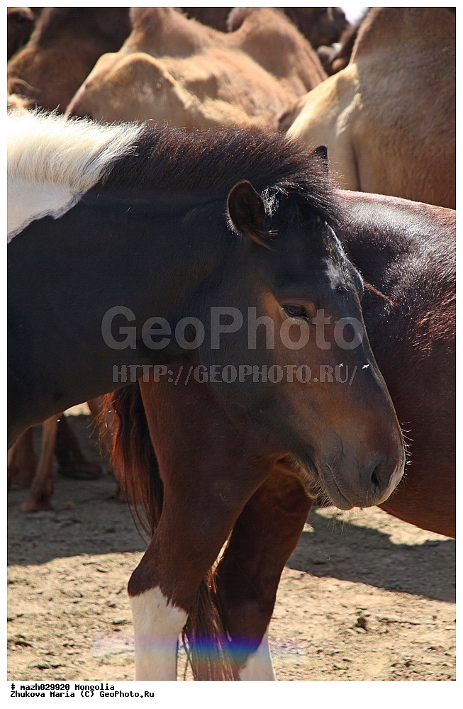 ��������, ����, ��������, ��������, �������������, �������������, �����, �����, XYZ, ���������, Equidae, �������� ������, Equus ferus caballus