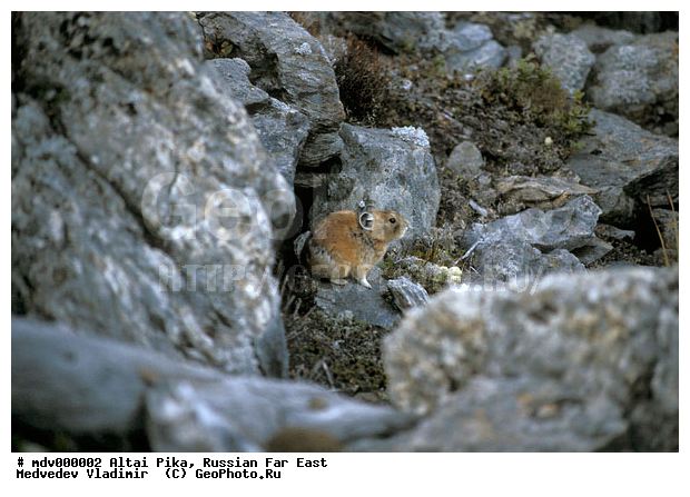 ������� ������, ������, ��������, ������-�����, �����������, �����, �������������, ��������, ��������, �������������, �������������, �����, �����, XYZ, ���������, ����������, Ochotonidae, ��������� ������, ���������� ������, ����������, Ochotona alpina