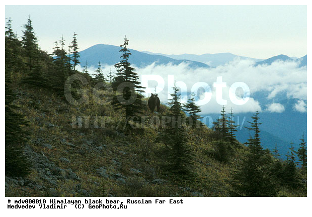 ������� ������, ��������, ������-�����, �����������, �����, ����� �������, �����, �������, �������������, �������������, �����, �����, XYZ, ��������, Ursidae, ���������� �������, ׸���� ����������� �������, ׸���� ����������� �������, ����������� �������, Ursus thibetanus