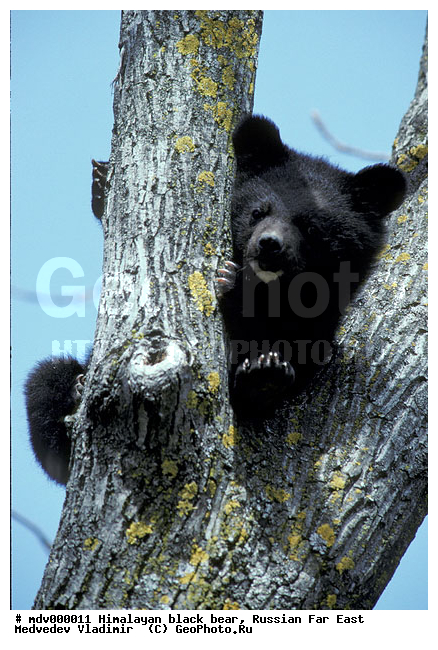 ������� ������, ��������� ����������, ��������, ������-�����, �����������, ������-�������� ���������� ����������, ����������� ����������, ���������� ���������� "�������� ����", �����������, ����������� (������) �������, �����, �������, �������������, �������������, �����, �����, XYZ, ��������, Ursidae, ���������� �������, ׸���� ����������� �������, ׸���� ����������� �������, ����������� �������, Ursus thibetanus