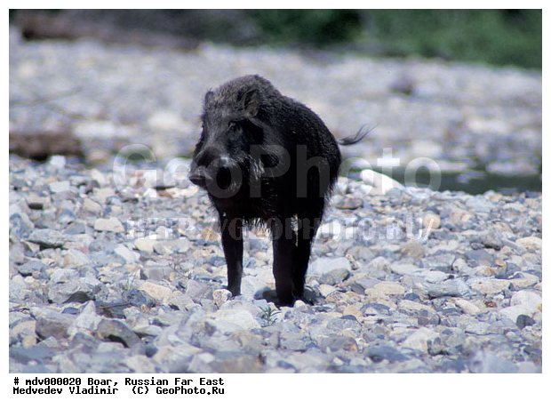 ������� ������, ��������� ����������, ��������, ������-�����, �����������, ������-�������� ���������� ����������, ����������� ����������, ���������� ���������� "�������� ����", �����, �����, �����, �������������, ������, ���, �������������, �����, �����, XYZ, ������, Suidae, �����, �����, ����� ������, Sus scrofa