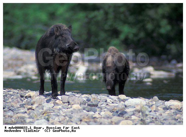 ������� ������, ��������� ����������, ��������, ������-�����, �����������, ������-�������� ���������� ����������, ����������� ����������, ���������� ���������� "�������� ����", �����, �����, �����, �������������, ������, ���, �������������, �����, �����, XYZ, ������, Suidae, �����, �����, ����� ������, Sus scrofa