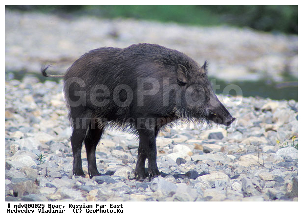 ������� ������, ��������, ������-�����, �����������, �����, �����, �����, �������������, ������, ���, �������������, �����, �����, XYZ, ������, Suidae, �����, �����, ����� ������, Sus scrofa