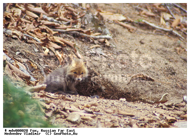 ������� ������, ��������, ������-�����, �����������, �����, ����, �������������, �����, ������, ������, �������������, �����, �����, ������, �������, ������, Canidae, XYZ, ������������ ������, ����� ������, Vulpes vulpes, ����