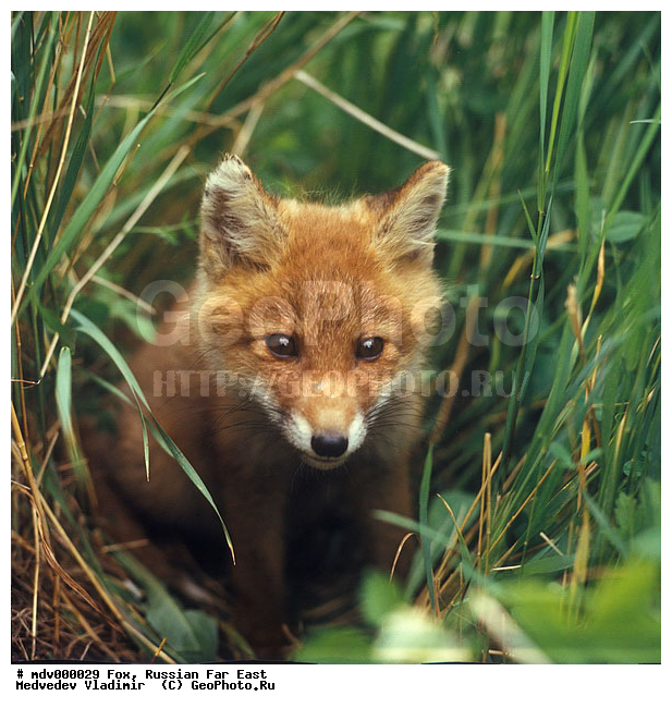 ������� ������, ��������, ������-�����, �����������, �����, ����, �������������, �����, ������, ������, �������������, �����, �����, ������, �������, ������, Canidae, XYZ, ������������ ������, ����� ������, Vulpes vulpes, ����