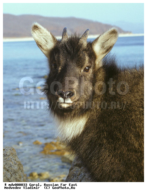 ������� ������, ��������, ������-�����, �����������, �����, �����, �������������, ��������, ��������, �������������, �������������, �����, �����, XYZ, ���������, Bovidae, ��������� �����, �������� �����, Naemorhedus caudatus