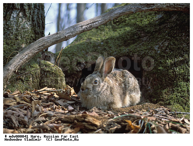 ������� ������, ��������, ������-�����, �����������, ����, �����, �������������, ��������, ��������, �������������, �������������, �����, �����, XYZ, ��������, Leporidae, ������������ ����, ����������� ����, Lepus mandshuricus