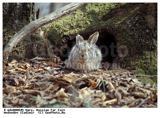 ������� ������, ��������, ������-�����, �����������, ����, �����, �������������, ��������, ��������, �������������, �������������, �����, �����, XYZ, ��������, Leporidae, ������������ ����, ����������� ����, Lepus mandshuricus