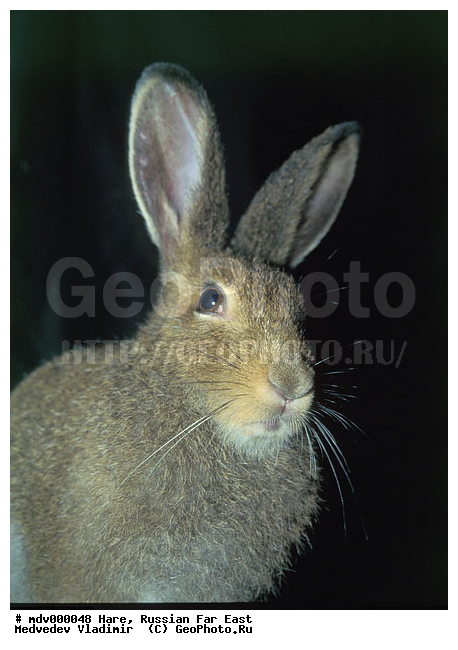 ������� ������, ��������, ������-�����, �����������, ����, �����, �������������, ��������, ��������, �������������, �������������, �����, �����, XYZ, ��������, Leporidae, ������������ ����, ����������� ����, Lepus mandshuricus