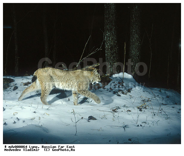 ������� ������, ��������, ������-�����, �����������, �����, �����, ���, �����, �������������, ����, ������, ��������, ��������, �������������, �������������, �����, �����, XYZ, �������, Felidae, ������������ ����, Lynx lynx, �������, ������