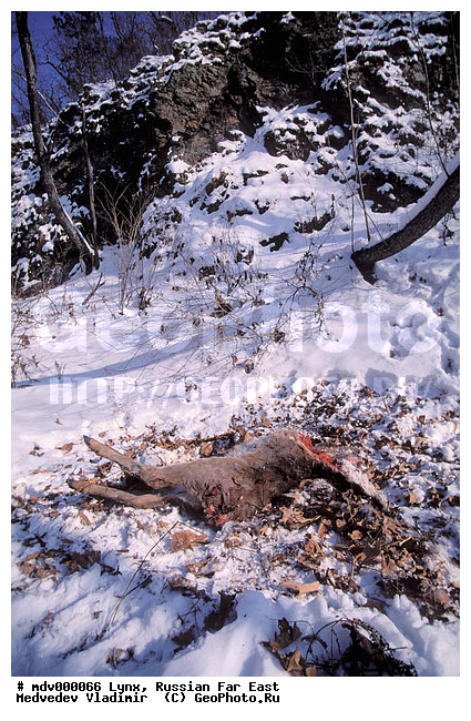 ������� ������, ��������, ������-�����, �����������, �����, �����, ���, �����, �������������, ����, ������, ��������, ��������, �������������, �������������, �����, �����, XYZ, �������, Felidae, ������������ ����, Lynx lynx, �������, ������