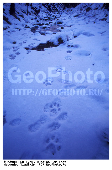 ������� ������, ��������, ������-�����, �����������, �����, �����, ���, �����, �������������, ����, ������, ��������, ��������, �������������, �������������, �����, �����, XYZ, �������, Felidae, ������������ ����, Lynx lynx, �������, ������