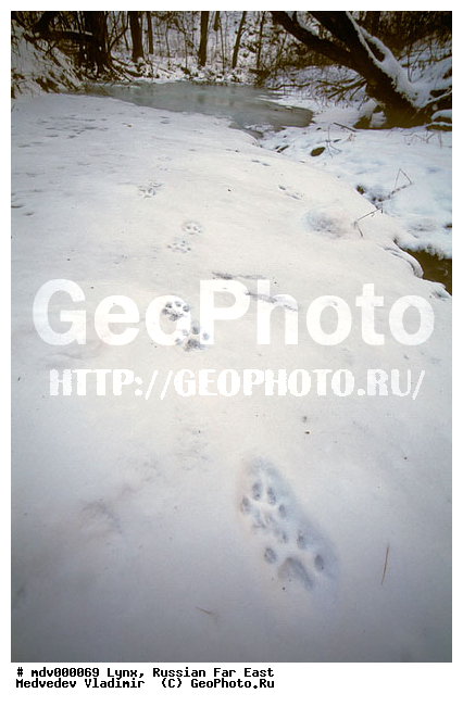 ������� ������, ��������, ������-�����, �����������, �����, �����, ���, �����, �������������, ����, ������, ��������, ��������, �������������, �������������, �����, �����, XYZ, �������, Felidae, ������������ ����, Lynx lynx, �������, ������